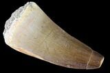 Mosasaur (Prognathodon) Tooth #87643-1